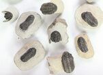 Lot: Small Assorted Devonian Trilobites - Pieces #76986-3